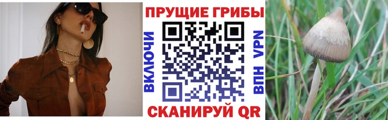 Псилоцибиновые грибы Magic Shrooms  где купить наркоту  Любим 